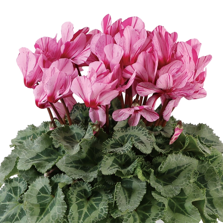 シクラメン ハーレカイン 5号