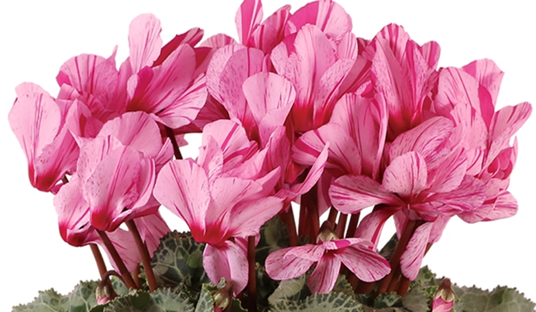 シクラメン ハーレカイン 5号