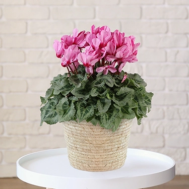 シクラメン　ハーレカイン　5号