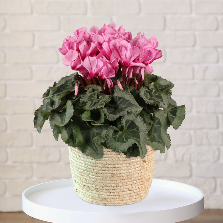 シクラメン　ハーレカイン　6号