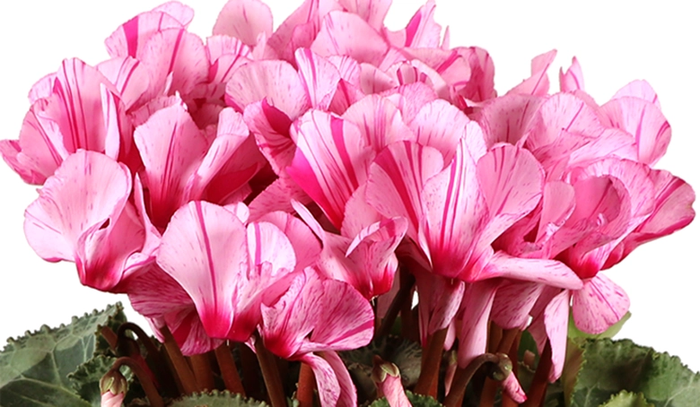 シクラメン ハーレカイン 6号