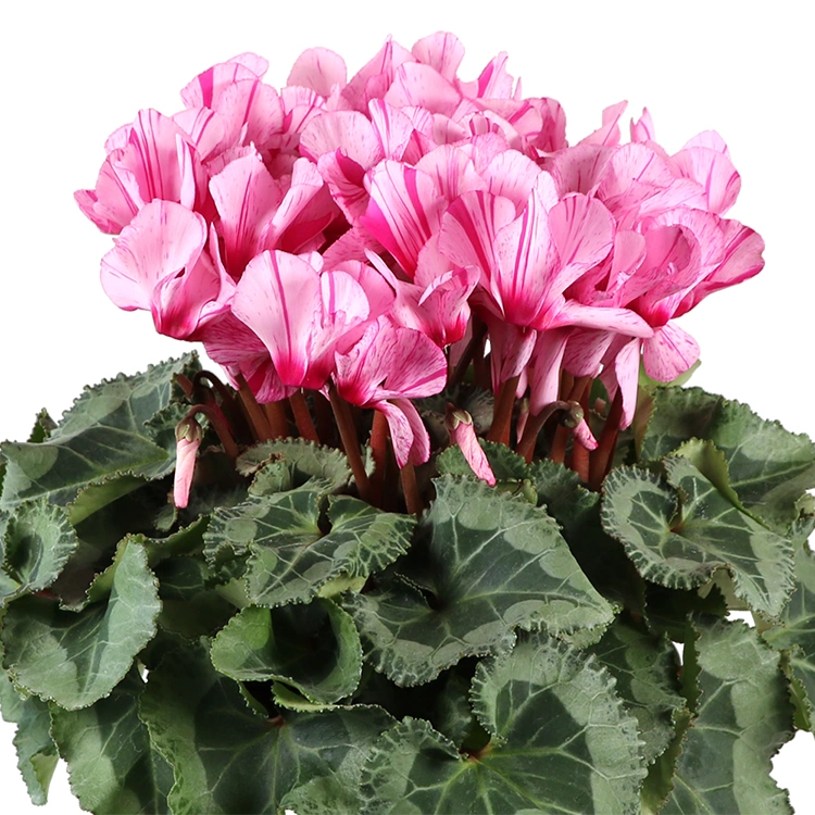 シクラメン　ハーレカイン　6号