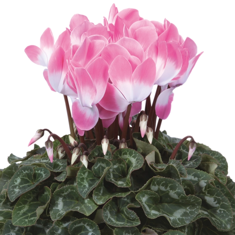 シクラメン　バイカラーピンク　5号