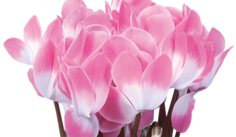 シクラメン　バイカラーピンク　5号