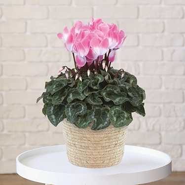 シクラメン　バイカラーピンク　5号