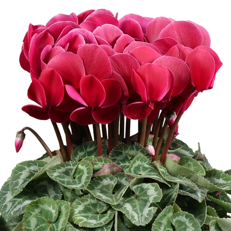 シクラメン チョコベリー 5号