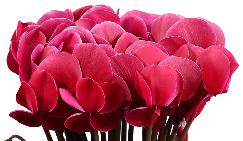 シクラメン チョコベリー 5号