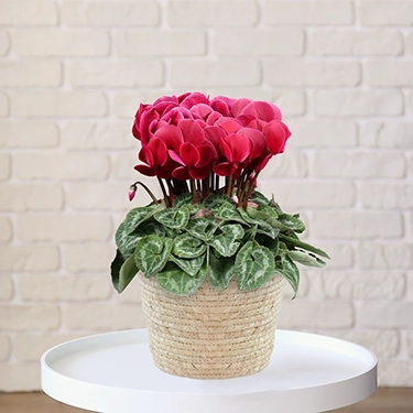 シクラメン　チョコベリー　5号