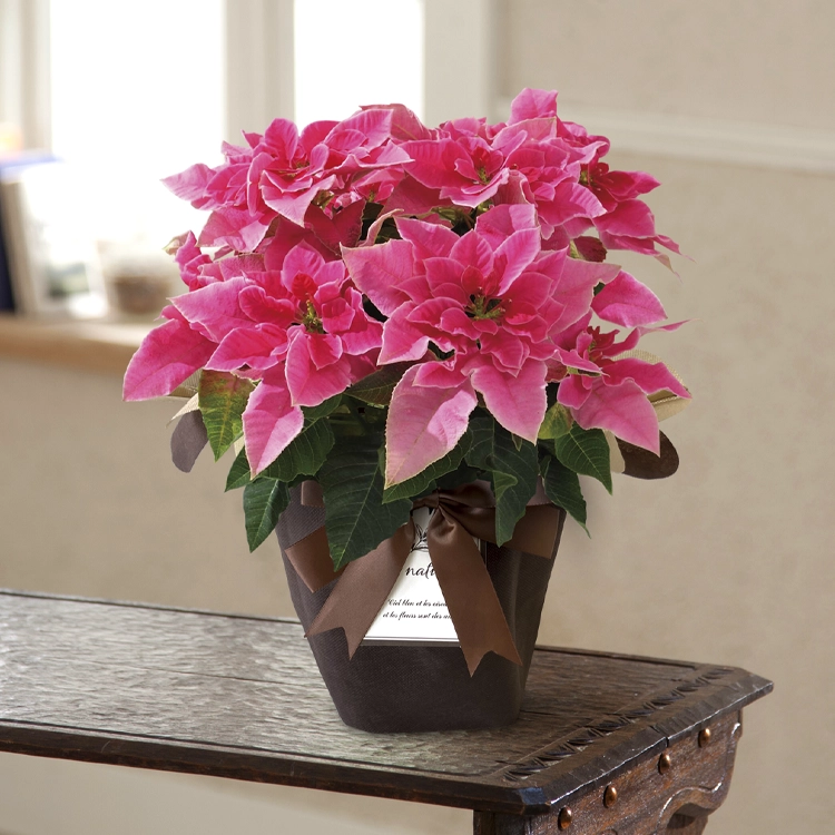 プリンセチア　ローザ