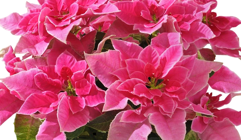 プリンセチア　ローザ　アップ