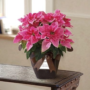 プリンセチア　ローザ