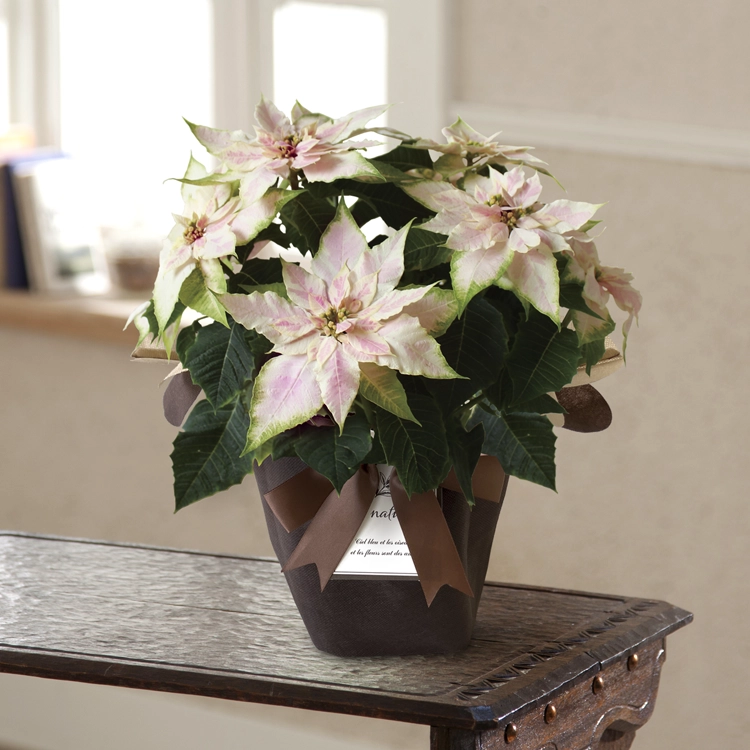 プリンセチア　ロゼマーブル