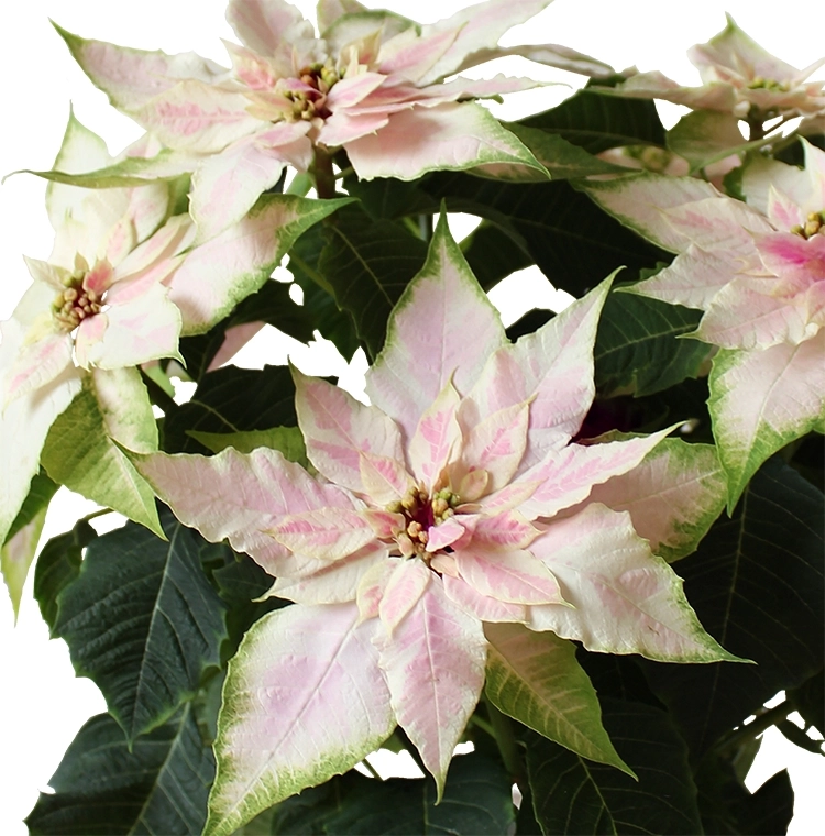 プリンセチア　ロゼマーブル