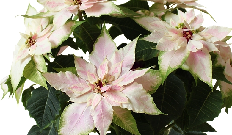 プリンセチア　ロゼマーブル　アップ