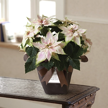 プリンセチア　ロゼマーブル