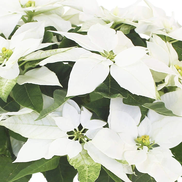 プリンセチア　ピュアホワイト