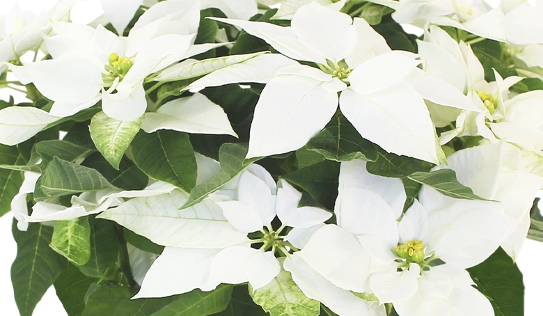 プリンセチア　ピュアホワイト　アップ