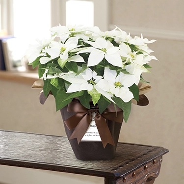 プリンセチア　ピュアホワイト