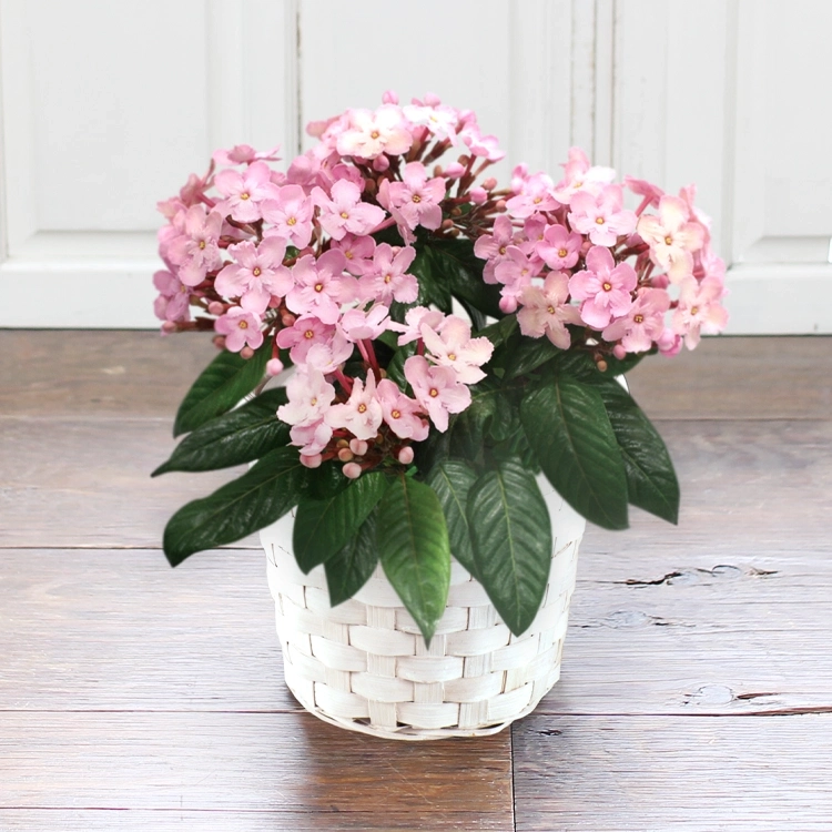 ルクリア（アッサムニオイザクラ）