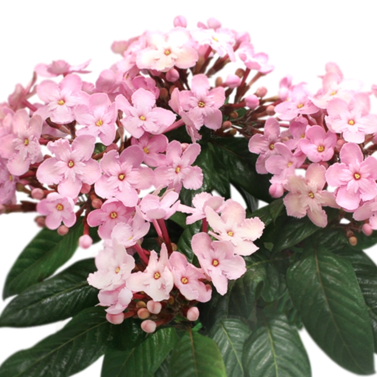 ルクリア（アッサムニオイザクラ）