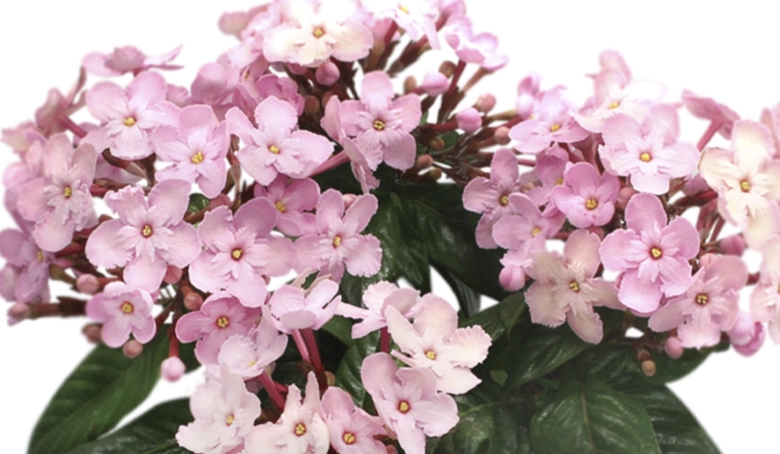 ルクリア　アップ