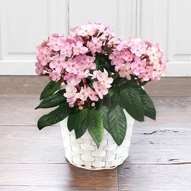 ルクリア（アッサムニオイザクラ）