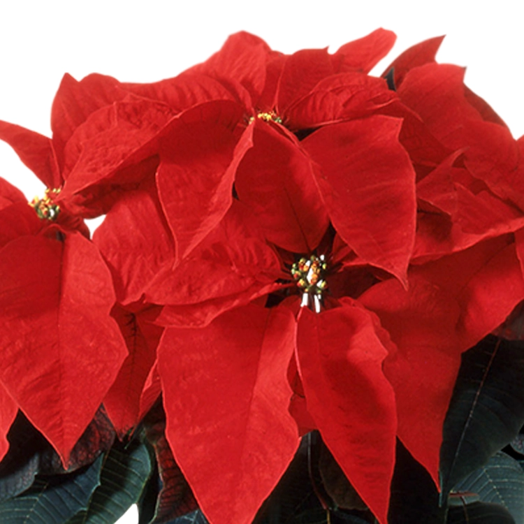 ポインセチア　レッド
