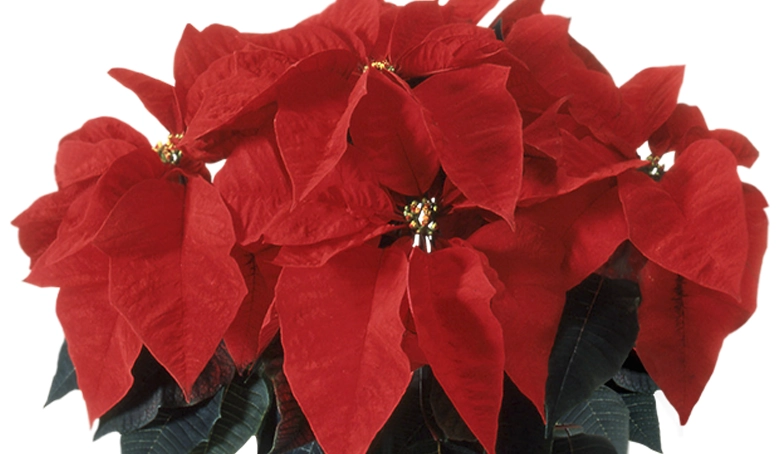 ポインセチア　レッド　アップ