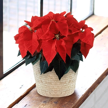 ポインセチア　レッド