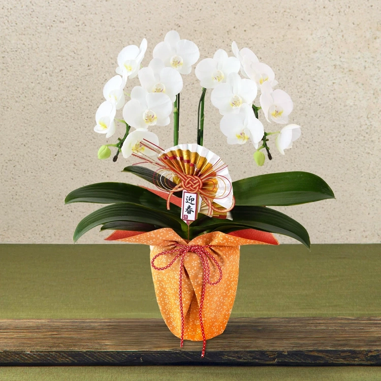 迎春胡蝶蘭「誉」　2本立
