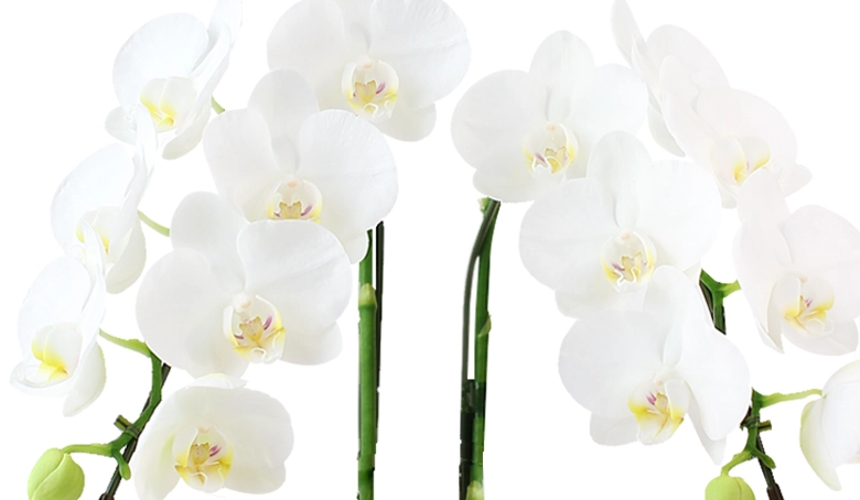 迎春胡蝶蘭　アップ