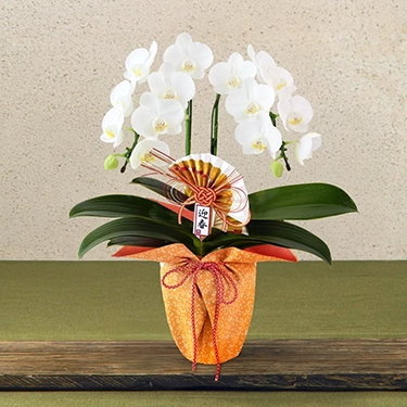 迎春胡蝶蘭「誉」　2本立