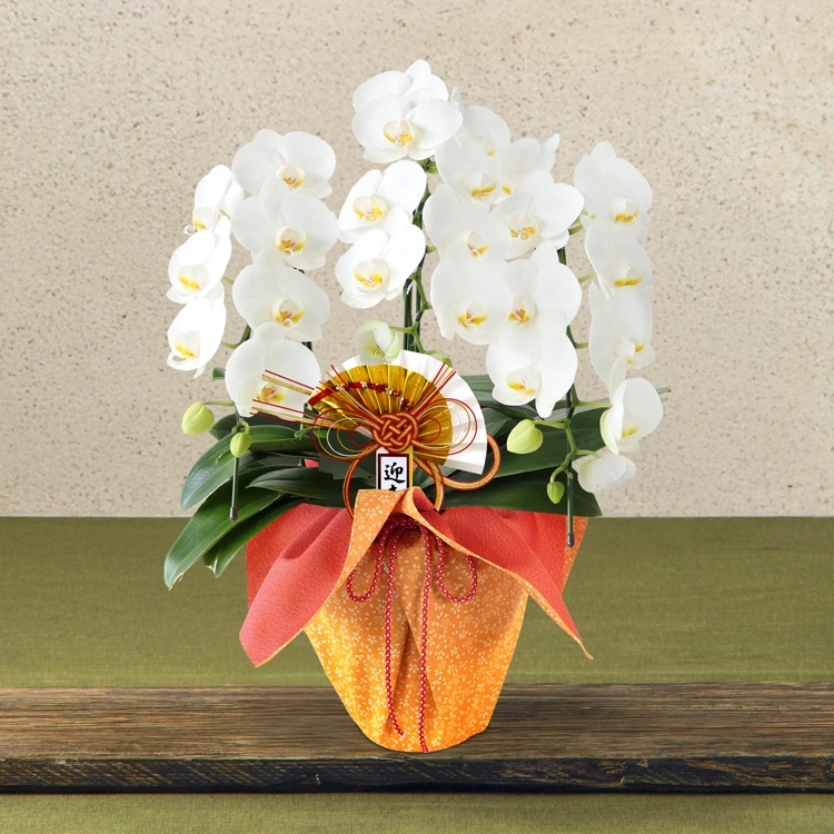 迎春胡蝶蘭「誉」　3本立