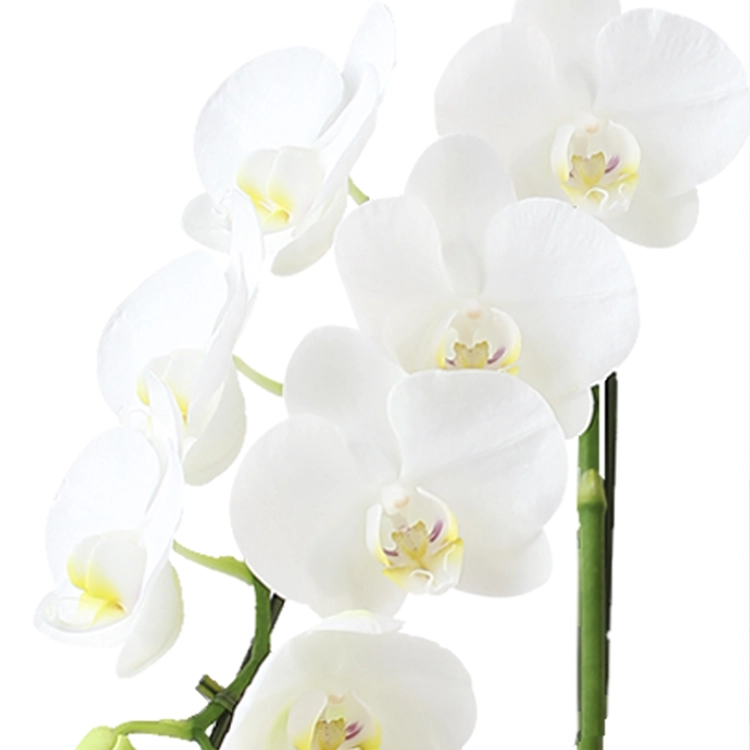 迎春胡蝶蘭「誉」　3本立