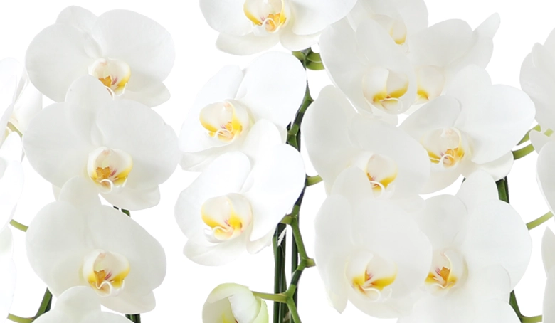 迎春胡蝶蘭　アップ