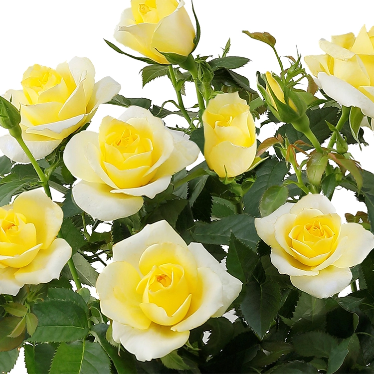 父の日ギフト】ミニバラ イエロー | 花・花束を贈るなら第一園芸