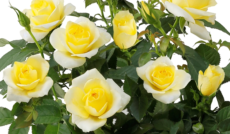 父の日ギフト】ミニバラ イエロー | 花・花束を贈るなら第一園芸