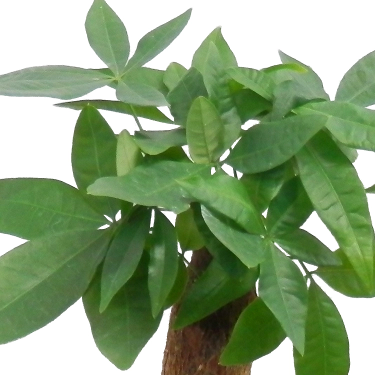 父の日ギフト】パキラ 白陶器鉢 | 花・花束を贈るなら第一園芸