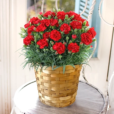5,999円の花鉢・鉢植え通販 | 花・花束を贈るなら第一園芸オンライン