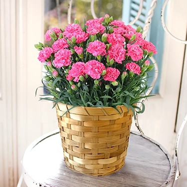 5,999円の花鉢・鉢植え通販 | 花・花束を贈るなら第一園芸オンライン