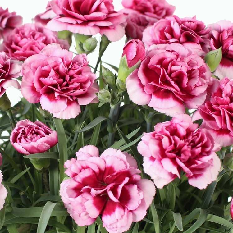 遅れてごめんね】カーネーション ピコティパープル | 花・花束を贈る