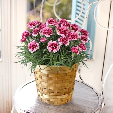 ✴︎フラワーベースピエガー・フラワーアレンジメント用花器・生花・鉢・4種類10個✴︎ 花・花束・アレンジメントを贈るならフラワーギフト通販の第一園芸