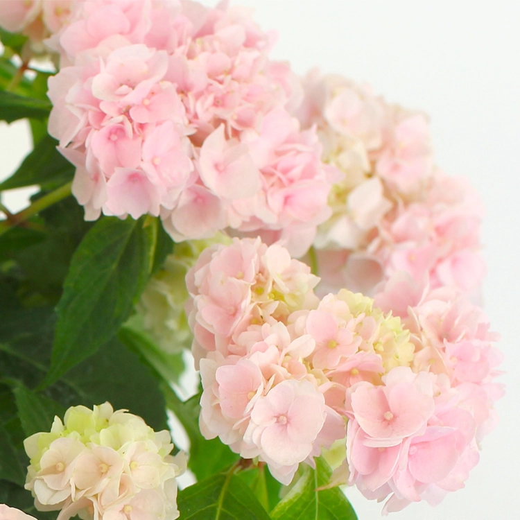 母の日ギフト】山あじさい 伊予獅子手毬 | 花・花束を贈るなら第一園芸
