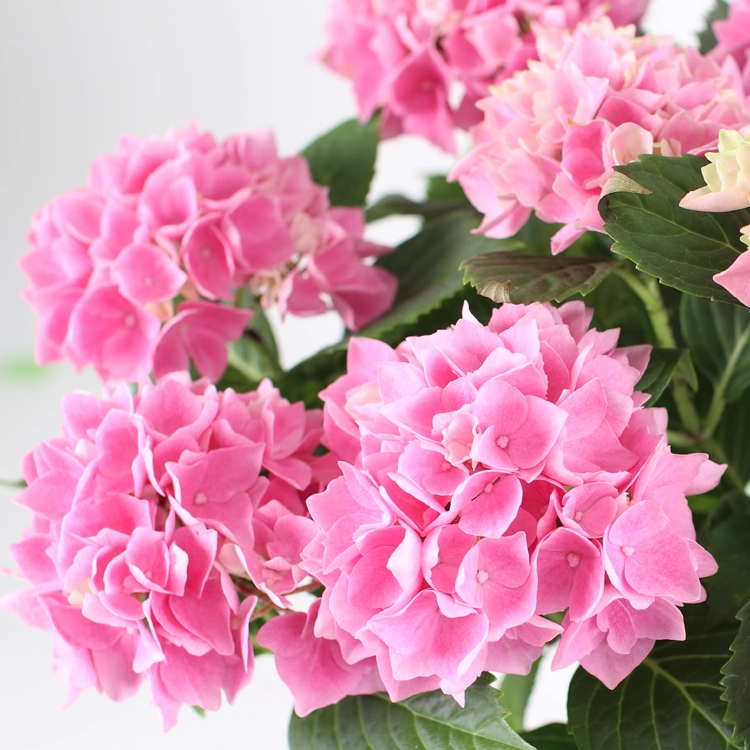 母の日ギフト】ハイドランジア 茜雲 | 花・花束を贈るなら第一園芸