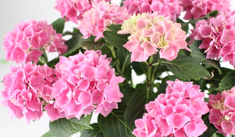 母の日ギフト】ハイドランジア 茜雲 | 花・花束を贈るなら第一園芸