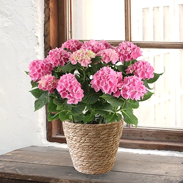 アルマスリング　花束　茜 母の日ギフト】ハイドランジア 茜雲 | 花・花束を贈るなら第一園芸