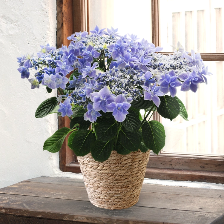 母の日ギフト】ハイドランジア 銀河 | 花・花束を贈るなら第一園芸