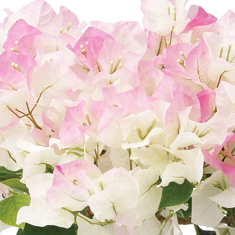 母の日ギフト】ブーゲンビリア ピンクグラデーション | 花・花束を贈る
