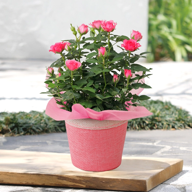 母の日ギフト】ミニバラ ナルシーフォレスト | 花・花束を贈るなら第一