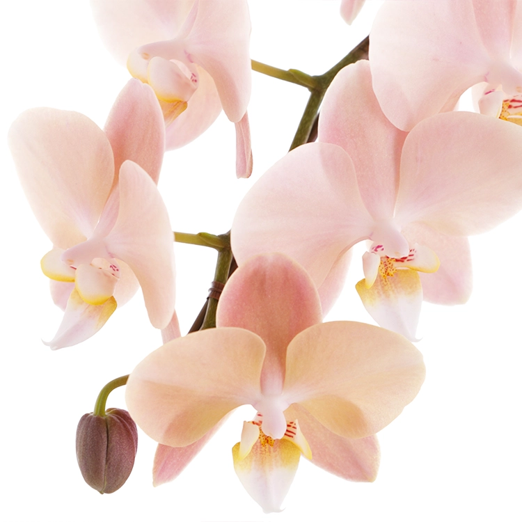 母の日ギフト】ミディ胡蝶蘭 マザーチーク 2本立 | 花・花束を贈るなら
